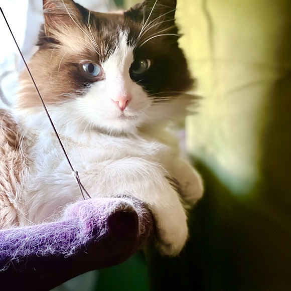 Meet your Posher, Persephone - Picture 3 of 3